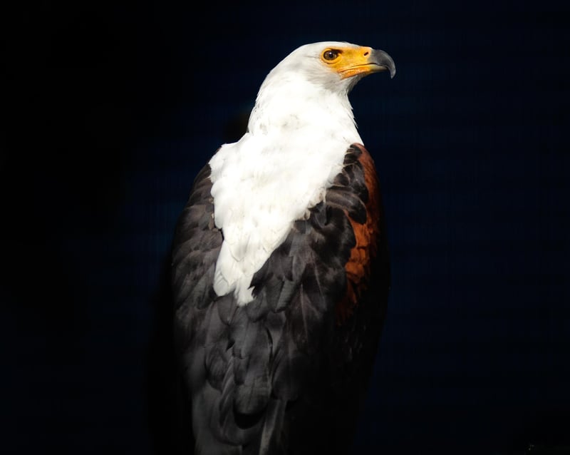 African Fish Eagle