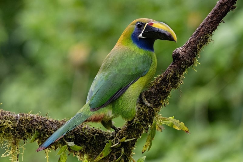 Costa Rica's Rainforest