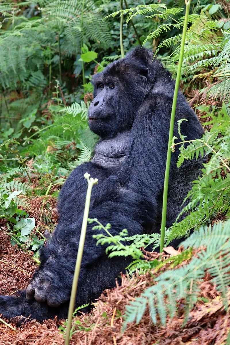 Bwindi Impenetrable Forest