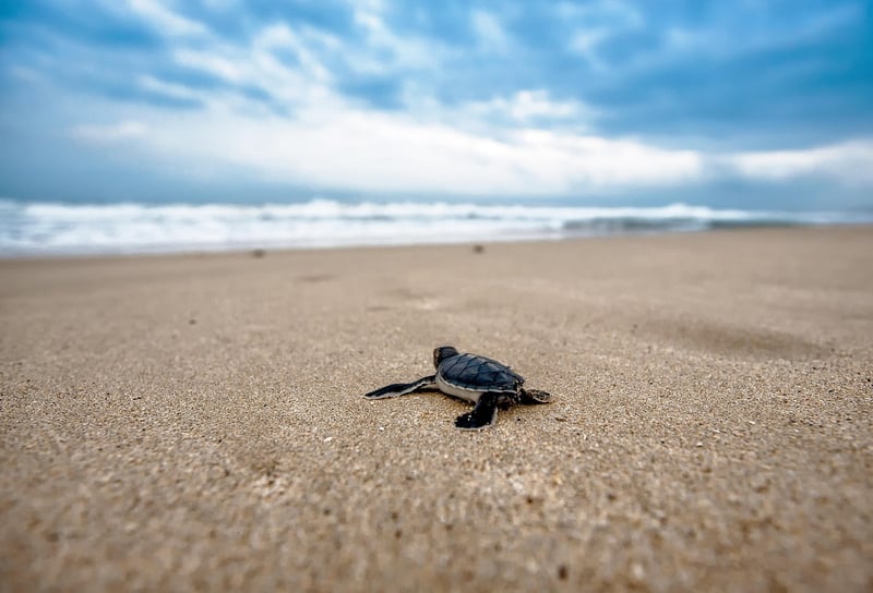 Sea Turtle